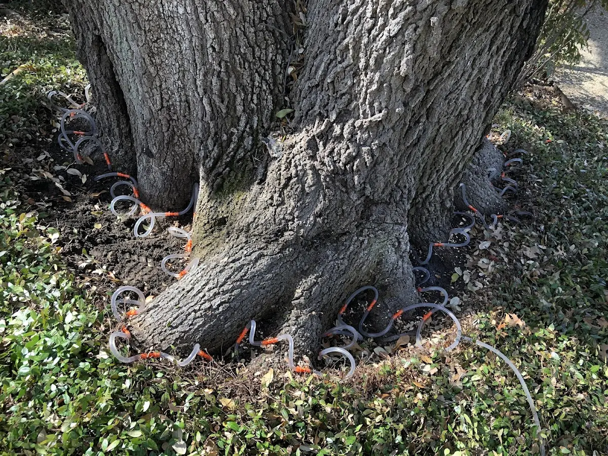 Detailed Tree Cabling and Bracing job site in Robertsdale