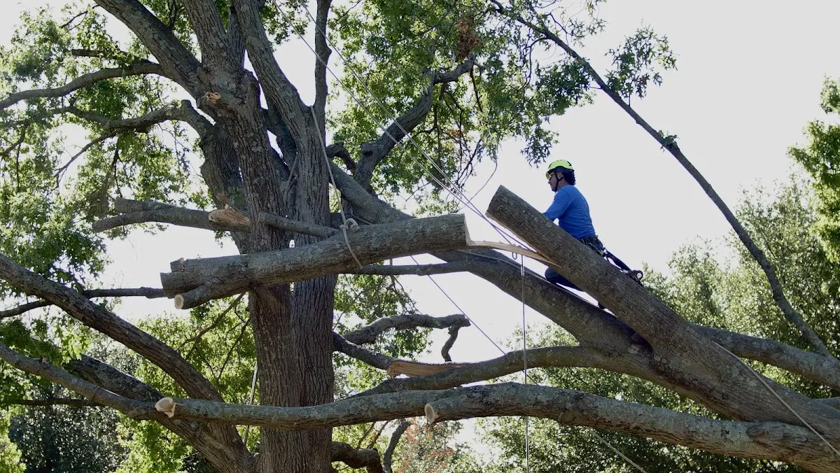 Professional Hazardous Tree Removal performed by certified arborists in Robertsdale