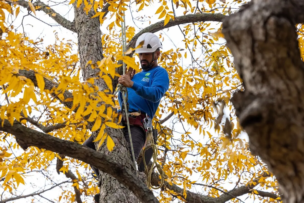 Skilled Tree Planing crew working in Robertsdale