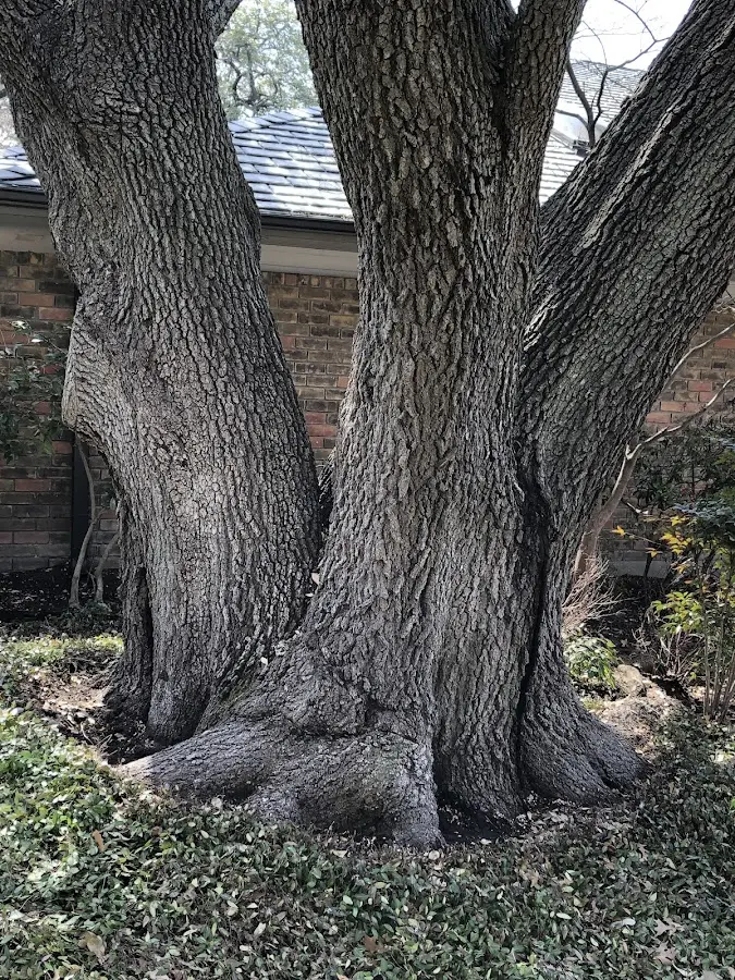 Mature heritage tree close to a Robertsdale property cared for by certified arborists